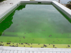 How to Get Rid of Mustard Algae in Your Pool